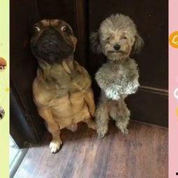 动物变成人被绝育视频,动物变人过程揭秘