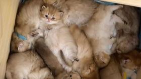 动物变成人被绝育视频,动物变人过程揭秘