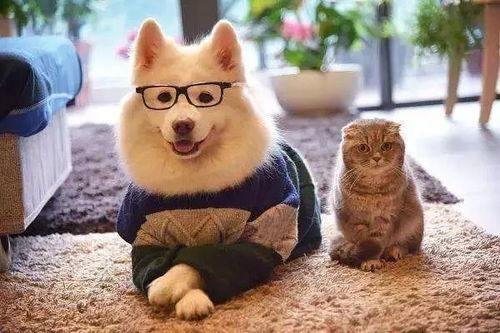 宠物变成人集合视频大全,宠物变人奇幻大集合